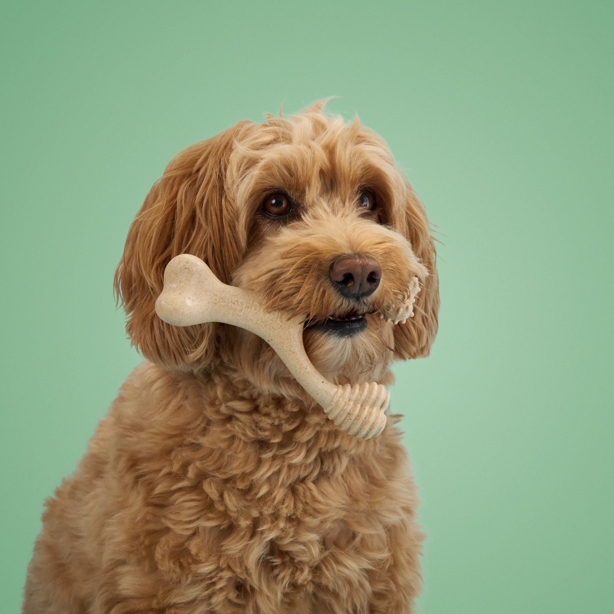 BetterBone MEDIUM Durability CHEW TOY: Perfect Chew for Everyday Chewers | Naturally Derived Ingredients, Eco-Friendly, Non-Toxic